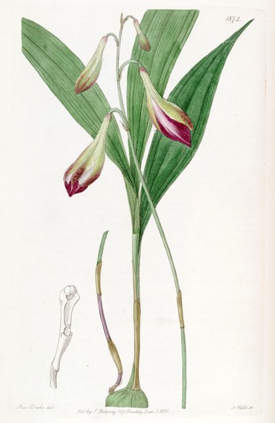 Illustration of Bletia purpurata (as syn. Crybe rosea) by Miss Drake